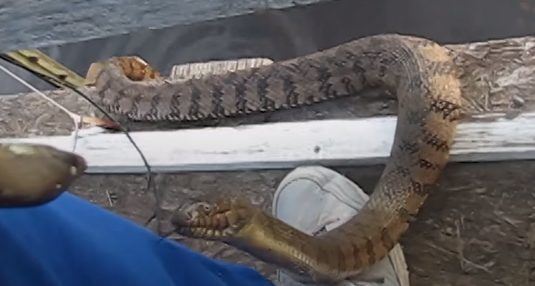 lelaki 79 tahun ini datang ke tasik untuk jumpa kawan lama - seekor ular